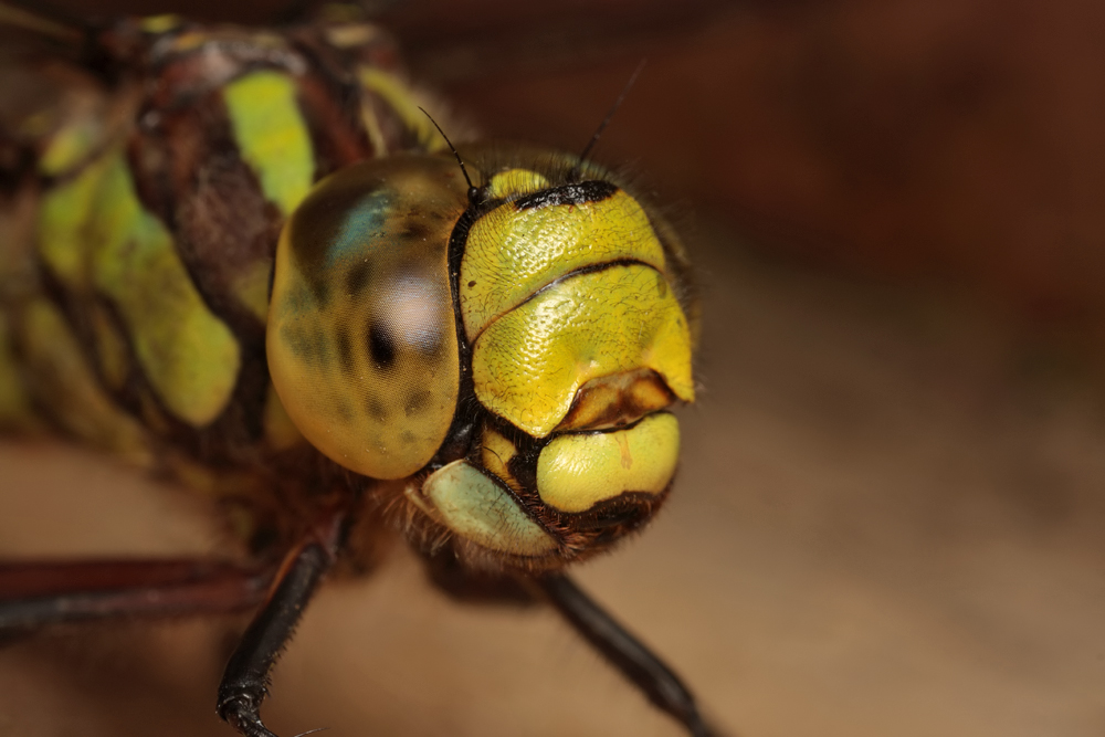 Southern Hawker